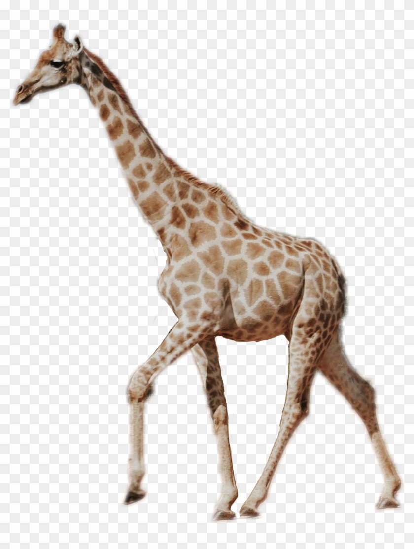 Giraffe Sticker - Giraffe Picsart Clipart #532621