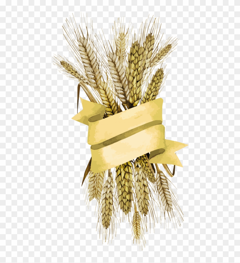 Download Wheat Png Images Background - Cereal Clipart