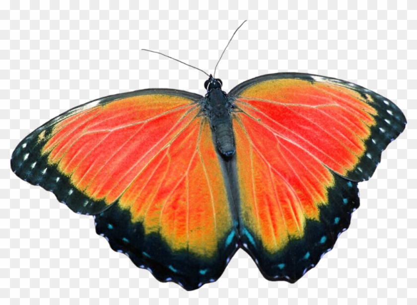 Butterfly, Png, Without Background, Craft Materials - Butterfly Clipart