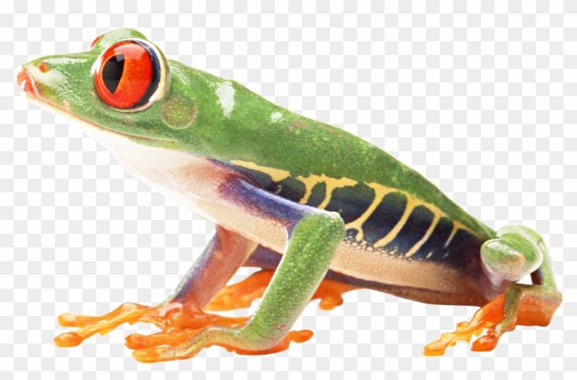 Frog Png Download Image - Frogs With White Background Clipart #532822