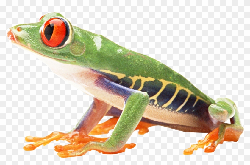 Frog Png Download Image - Frogs With White Background Clipart
