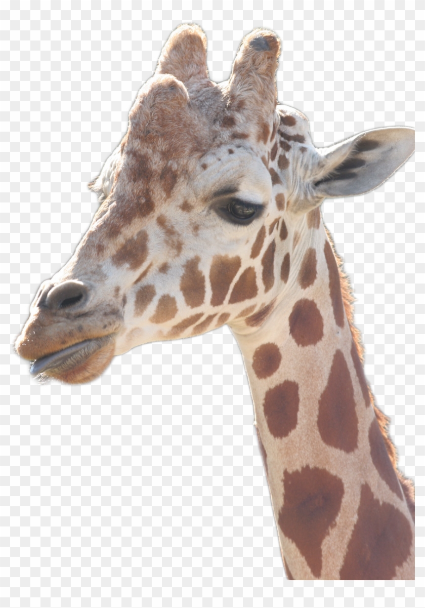 Giraffe Clipart