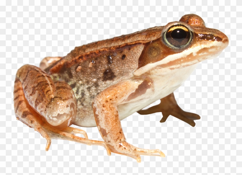 Amphibian Png Clipart #532855