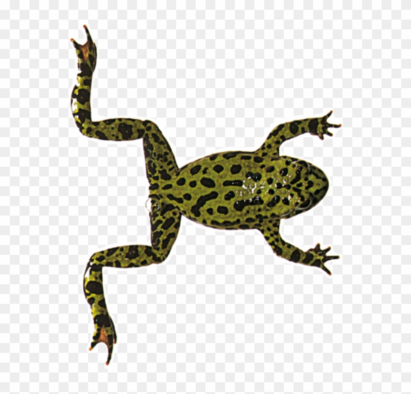 Aquatic Frogs Swimming Dk Find Out Swimmingc - Frogs Front Legs Appear Clipart #532898