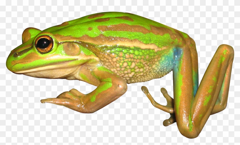 Download Png Image Report - Bronze Frog Clipart #532951