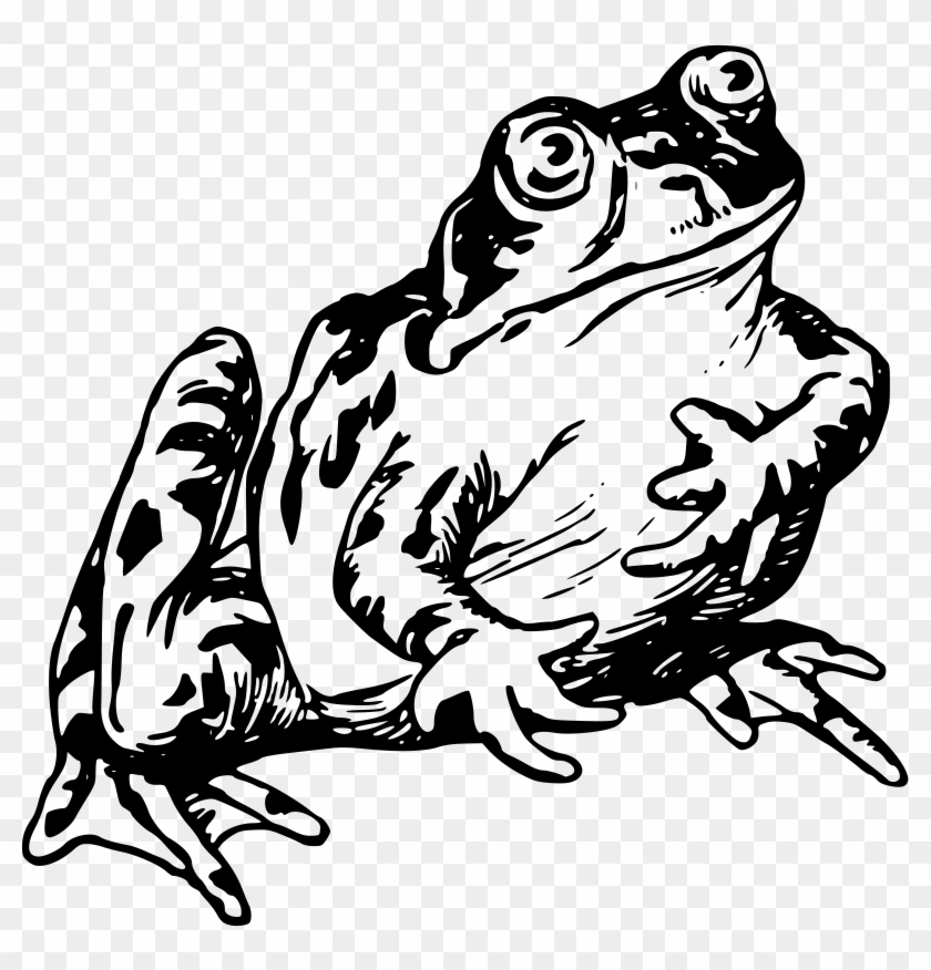 Frog - Black And White Frog Drawing Clipart #532969
