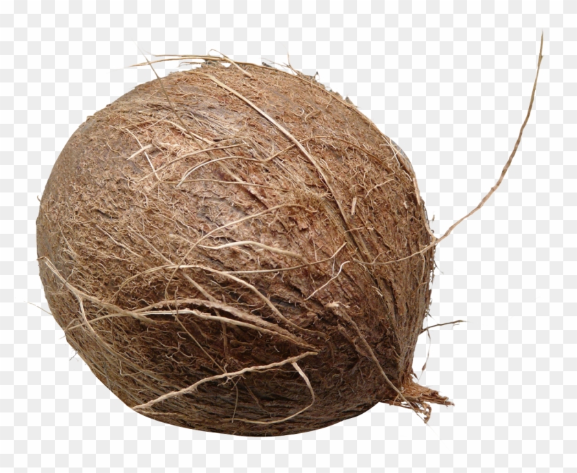 Download Coconut Png Image - Coconuts Png Clipart