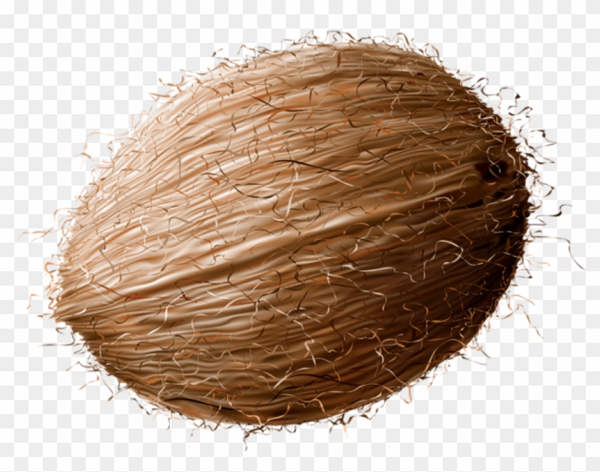 Coconut Transparent Png - Clipart Image Of Coconut #533287