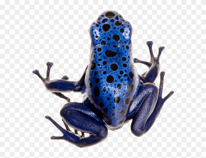 Poison Dart Frog Photo - Poison Dart Frog Cartoon Clipart