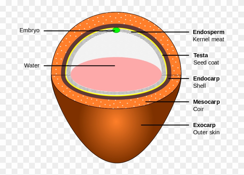 Coconut Layers - Coconut Description Clipart #534016