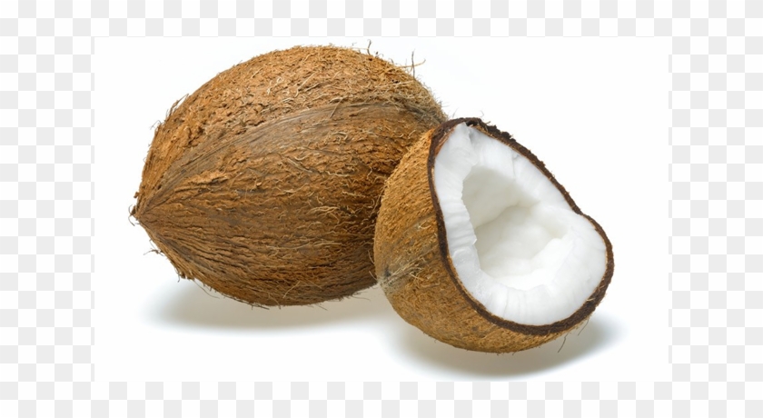 Coconut Clipart