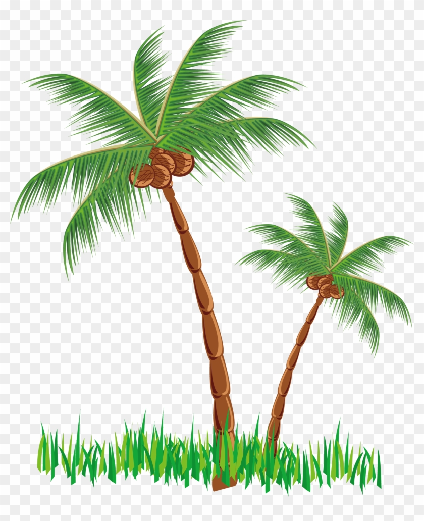 Coconut Tree Png Clipart