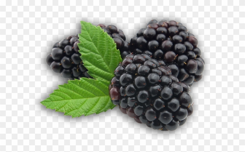 Blackberry Png Clipart