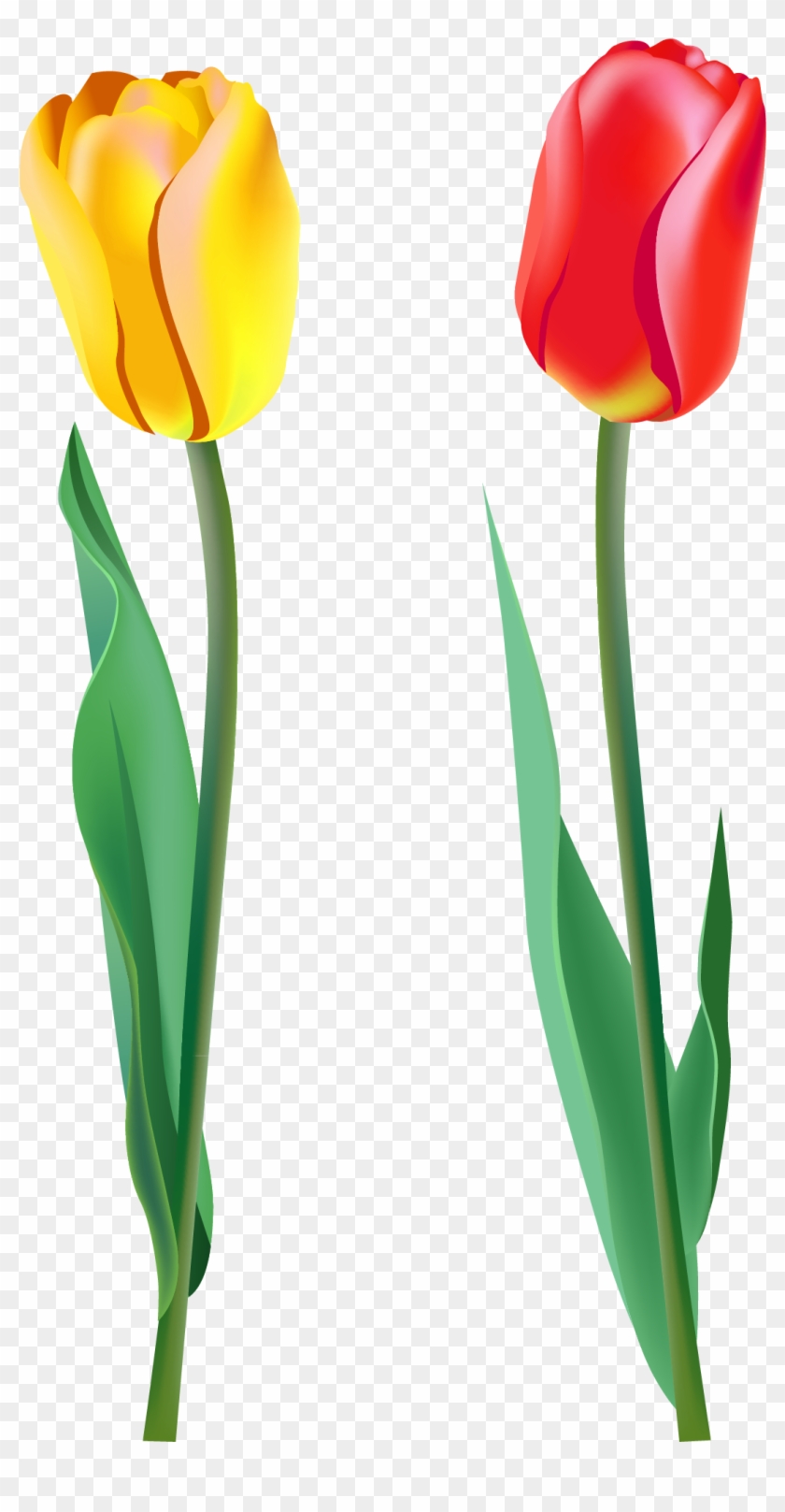 Banner Free Stock Spring Png Gallery Yopriceville High - Real Tulips Transparent Background Clipart