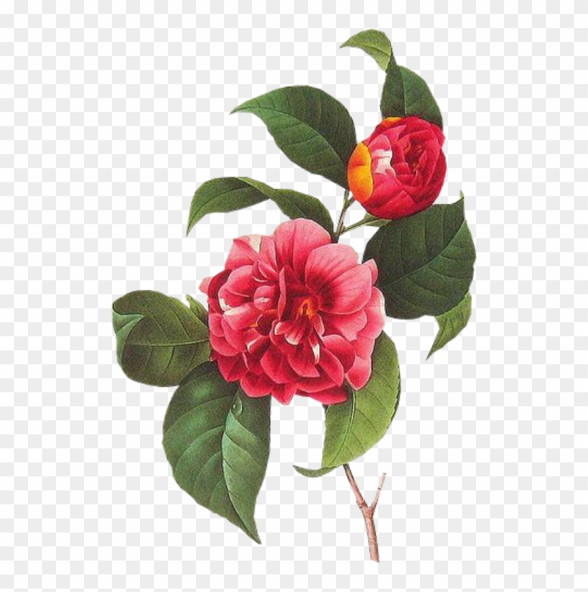 Cute Sticker - Camellia Flower Clip Art - Png Download #536659