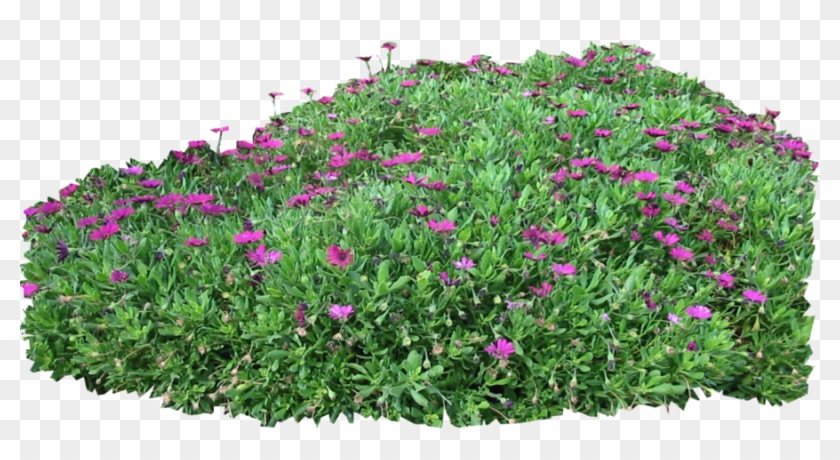 Shrub Png Clipart