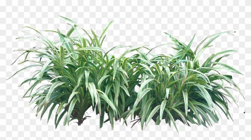 Shrub Png Transparent Image - Tropical Plants Png Clipart #537618