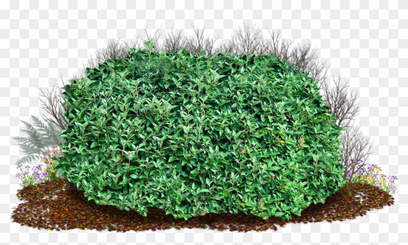 Clipart Black And White Stock Transparent Png Pictures - Shrubs With Transparent Background