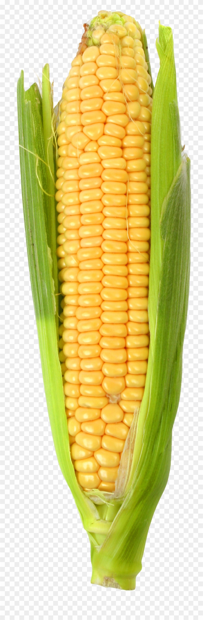 Corn - Corn Png Clipart #538341