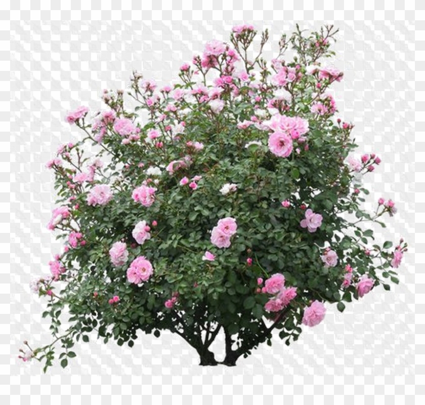 Shrub Png Image Background - Pink Rose Bush Png Clipart #538421