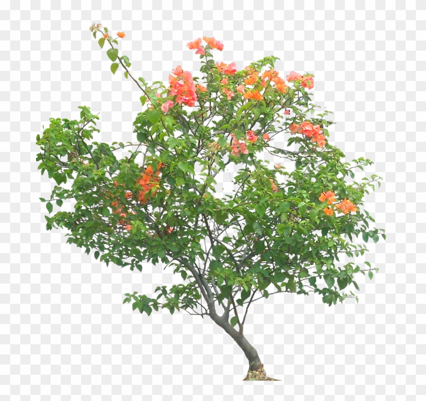 Png V - 5 - 7 Image - Bottlebush Clipart
