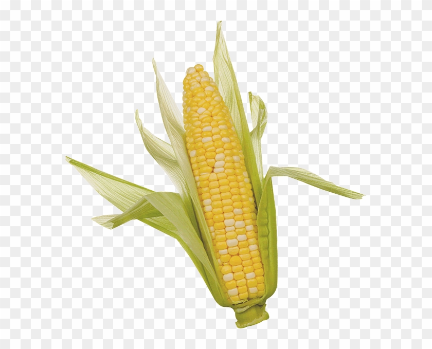 Corn Png Clipart - Ear Of Corn Transparent Png #538649