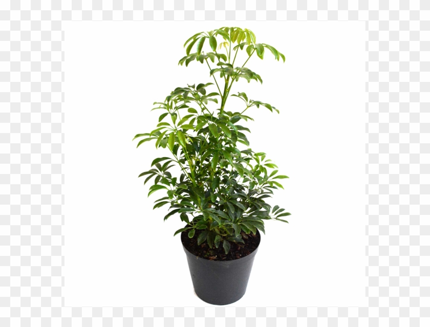 Schefflera Kalahari Bush - Houseplant Clipart