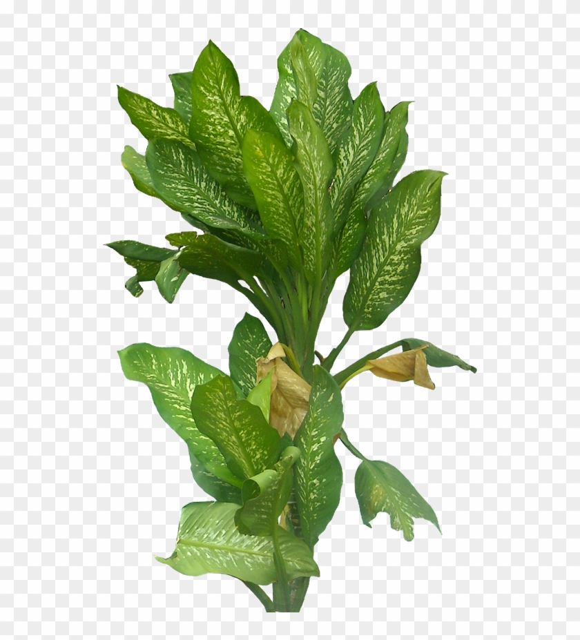 Tree Psd, Tree Cut Out, Autocad, Shrub, Trees To Plant, Clipart