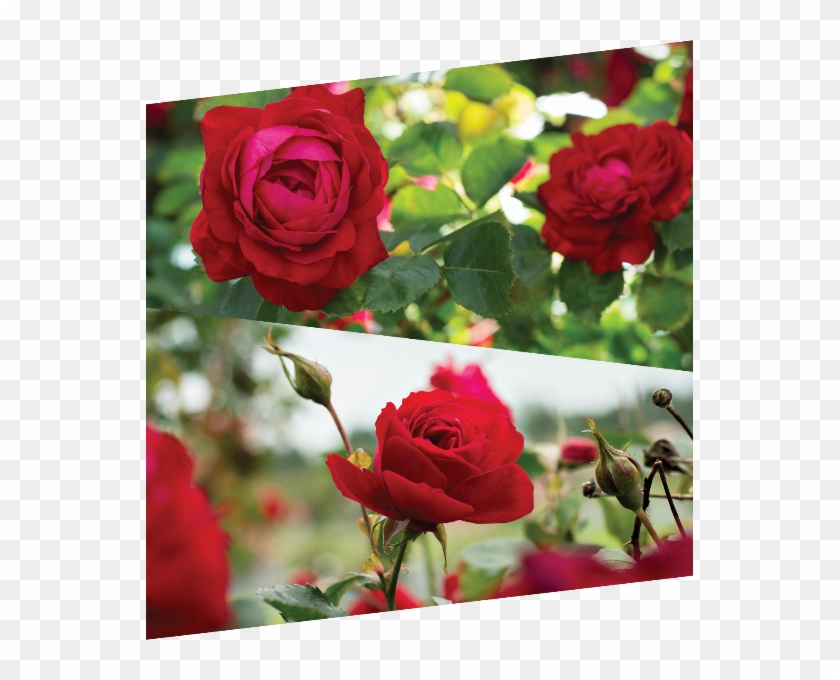 Canadian Shield - Garden Roses Clipart