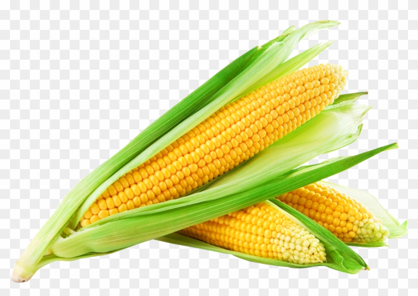 Corn Png Image Sweet Corn Clipart 538963 Pikpng