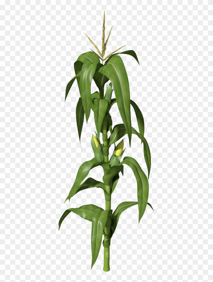 Corn Plant Png Clipart - Corn Plant Png Transparent Png #539009