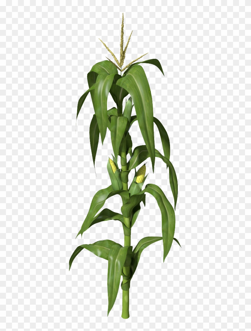 Corn Plant Png Clipart - Corn Plant Png Transparent Png