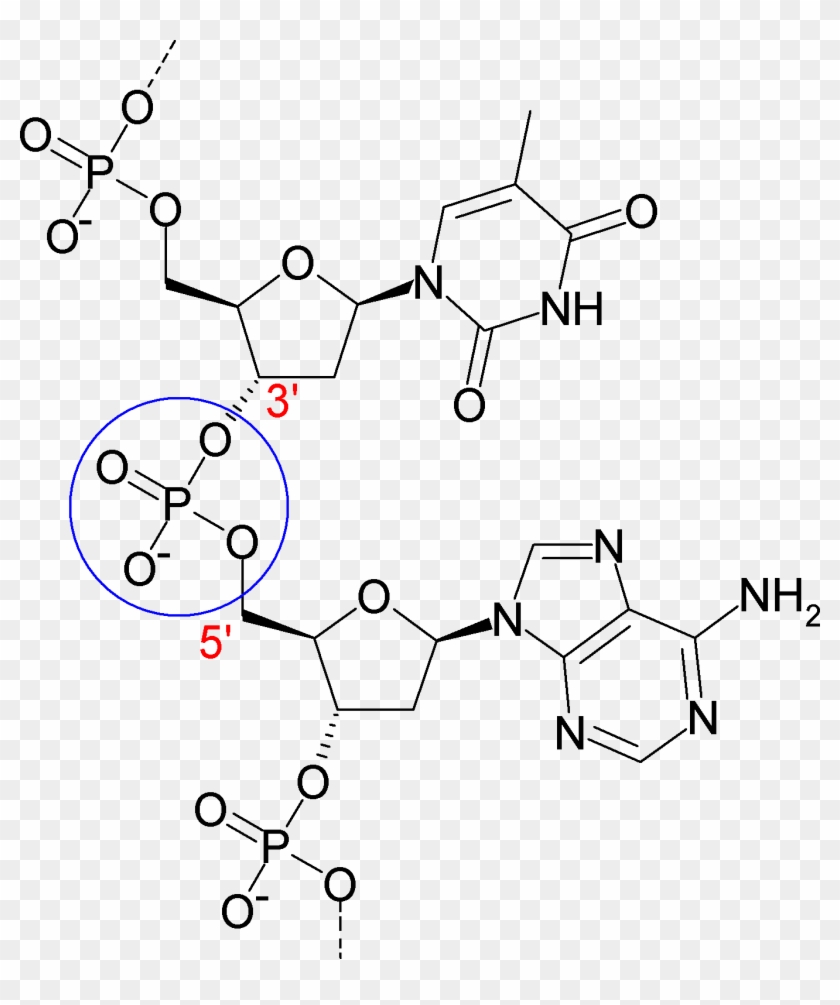 Phosphodiesterbond Of Dna - 2 Nucleotides In A Polymer Clipart