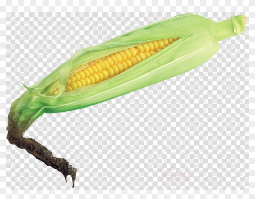 Transparent Background Corn Png Clipart Corn On The