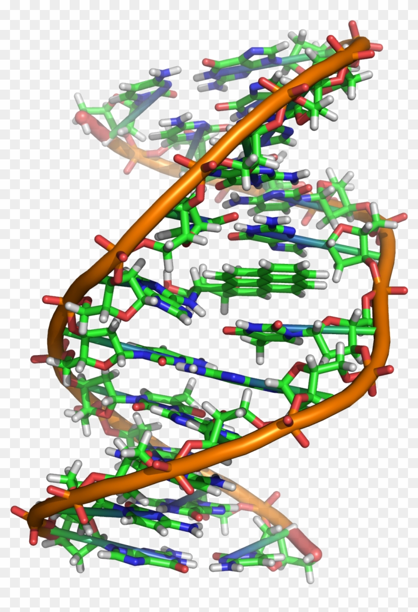 Benzopyrene Dna Adduct 1jdg - Benzo A Pyrene Dna Clipart #539504