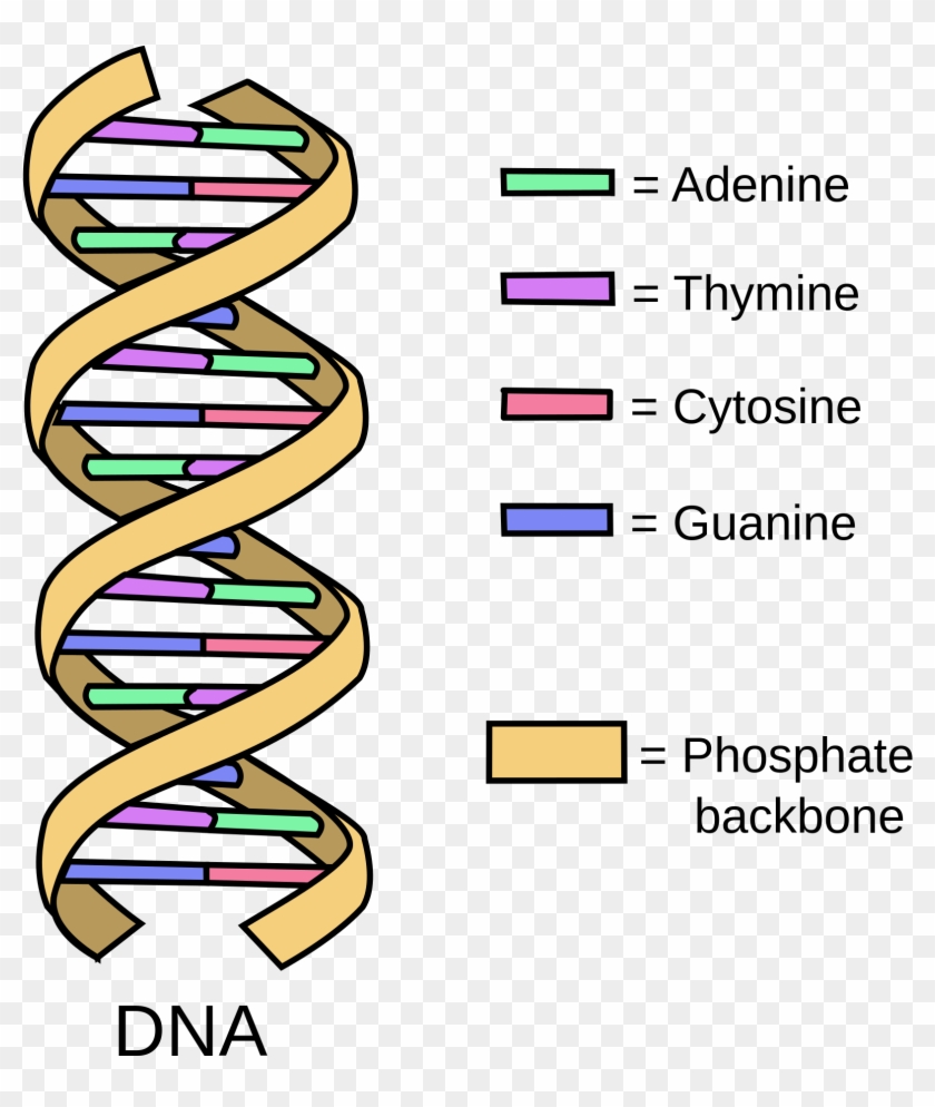 2000 X 2110 6 - Normal Dna Italian Dna Clipart