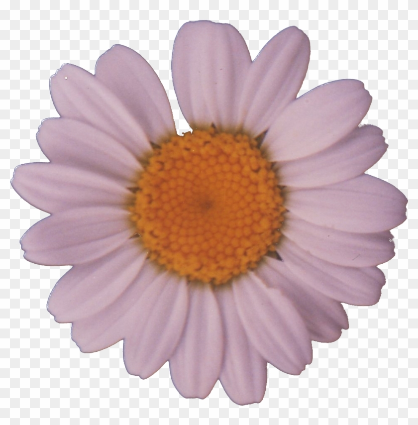 File - Daisy - Oxeye Daisy Clipart #539613