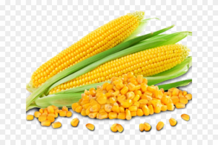 Go Foods Pictures Corn Clipart