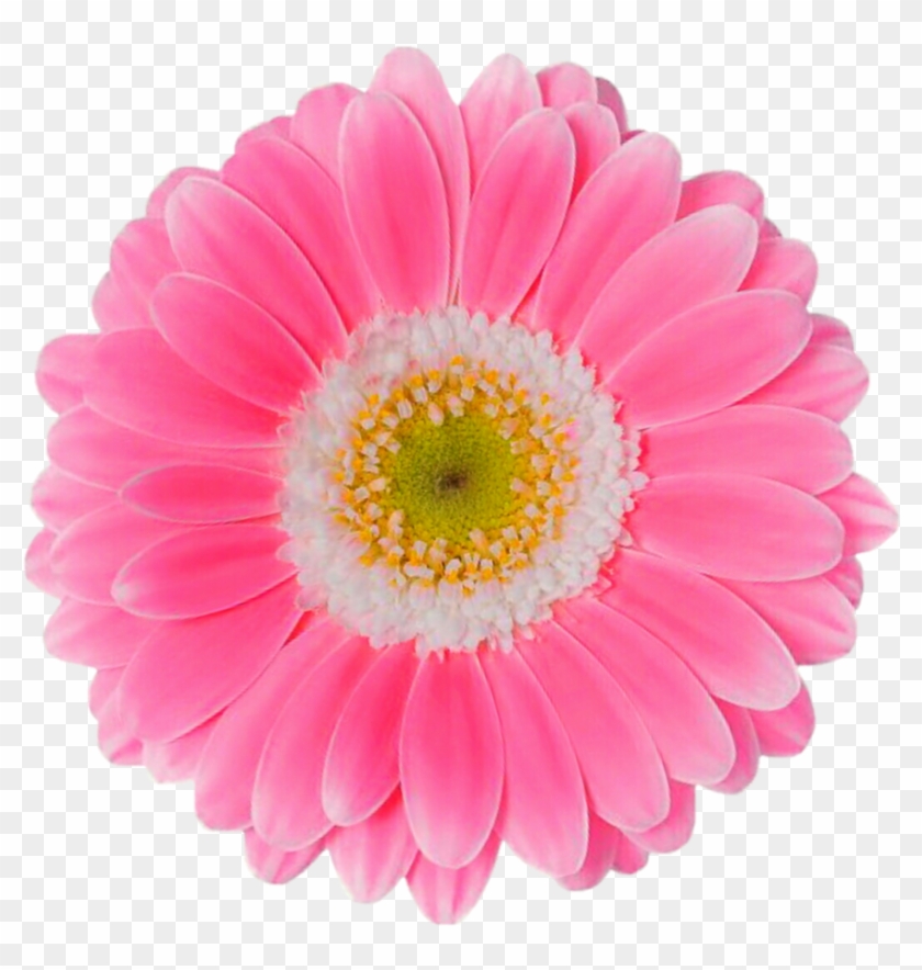 Pink Daisy Png Clipart #539771