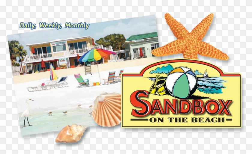 Image - Orange Starfish Clipart