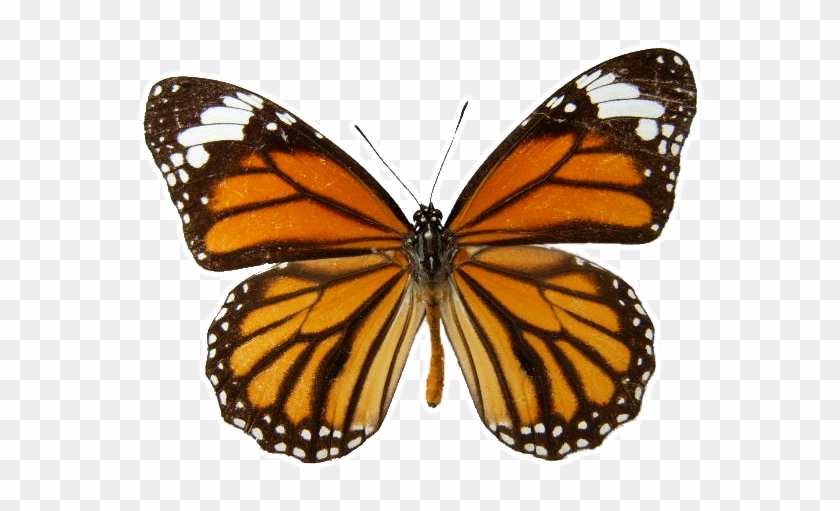 Danaus Genutia Transparent Background - Monarch Butterfly Transparent Background Clipart