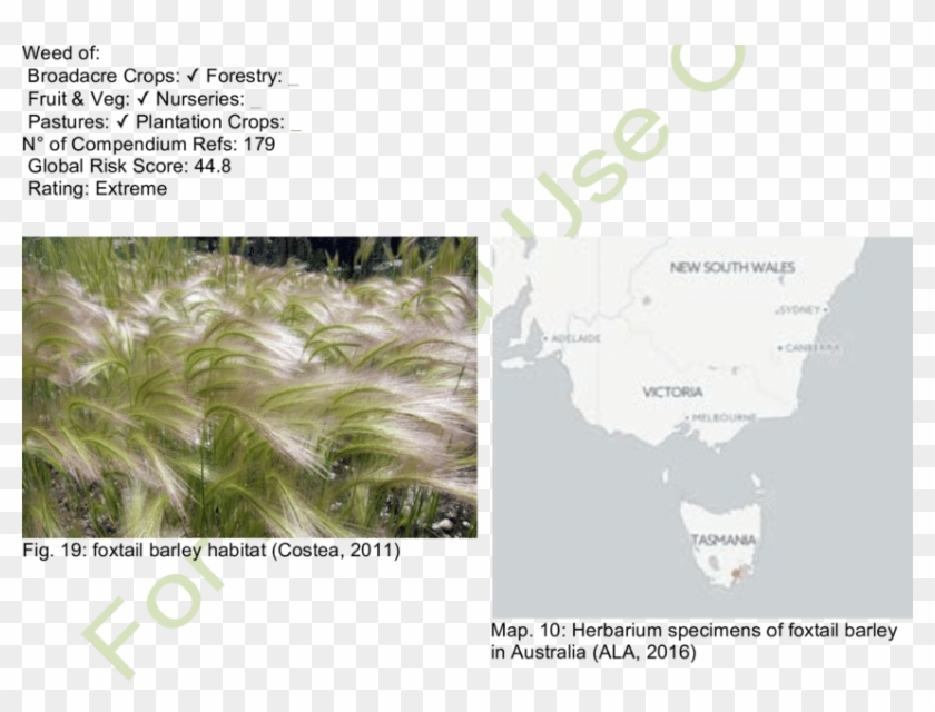 Foxtail Barley Inflorescence - Plantation Clipart