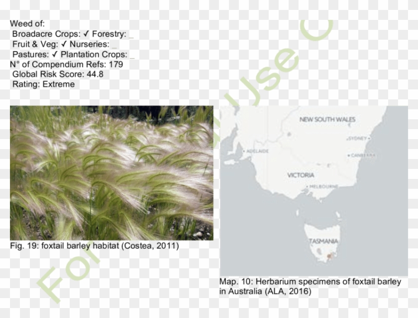 Foxtail Barley Inflorescence - Plantation Clipart #5300835