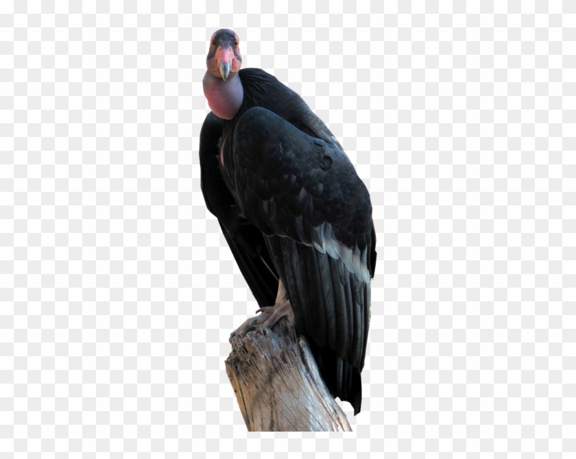 Condor Sinaire - California Condor Clipart #5301566