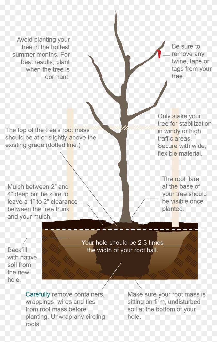 How To Properly Plant A Tree From Texas A&m Agrilife - Brochure Clipart