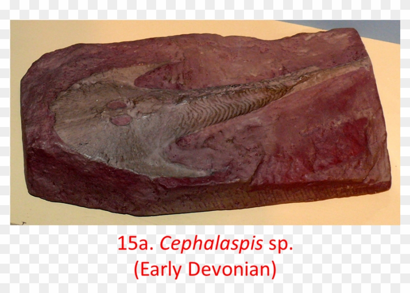 Nodes 7 And 8 Of The Above Phylogenetic Tree Gave Rise - Red Meat Clipart #5301958