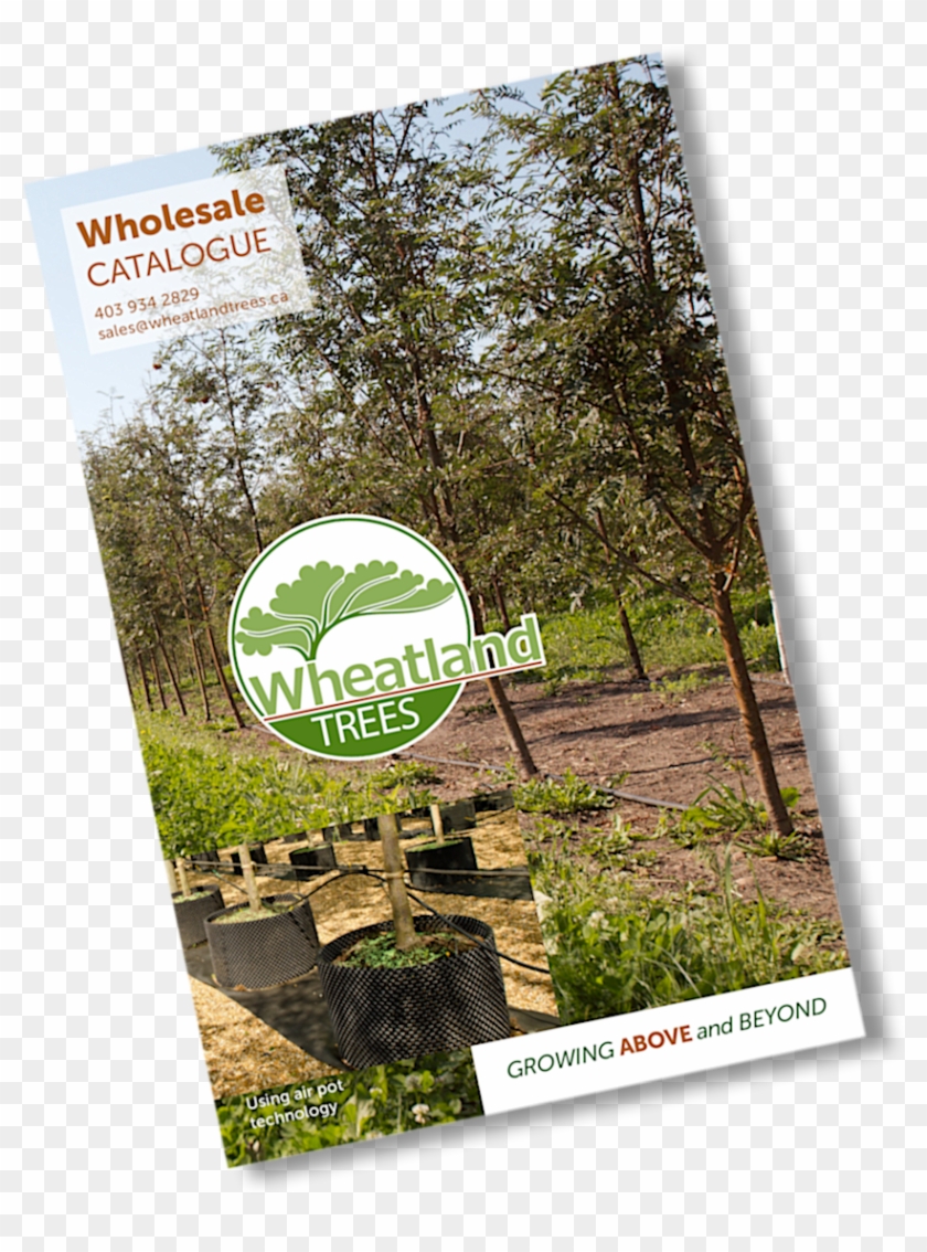Wheatland Trees Wholesale Catalogue - Flyer Clipart