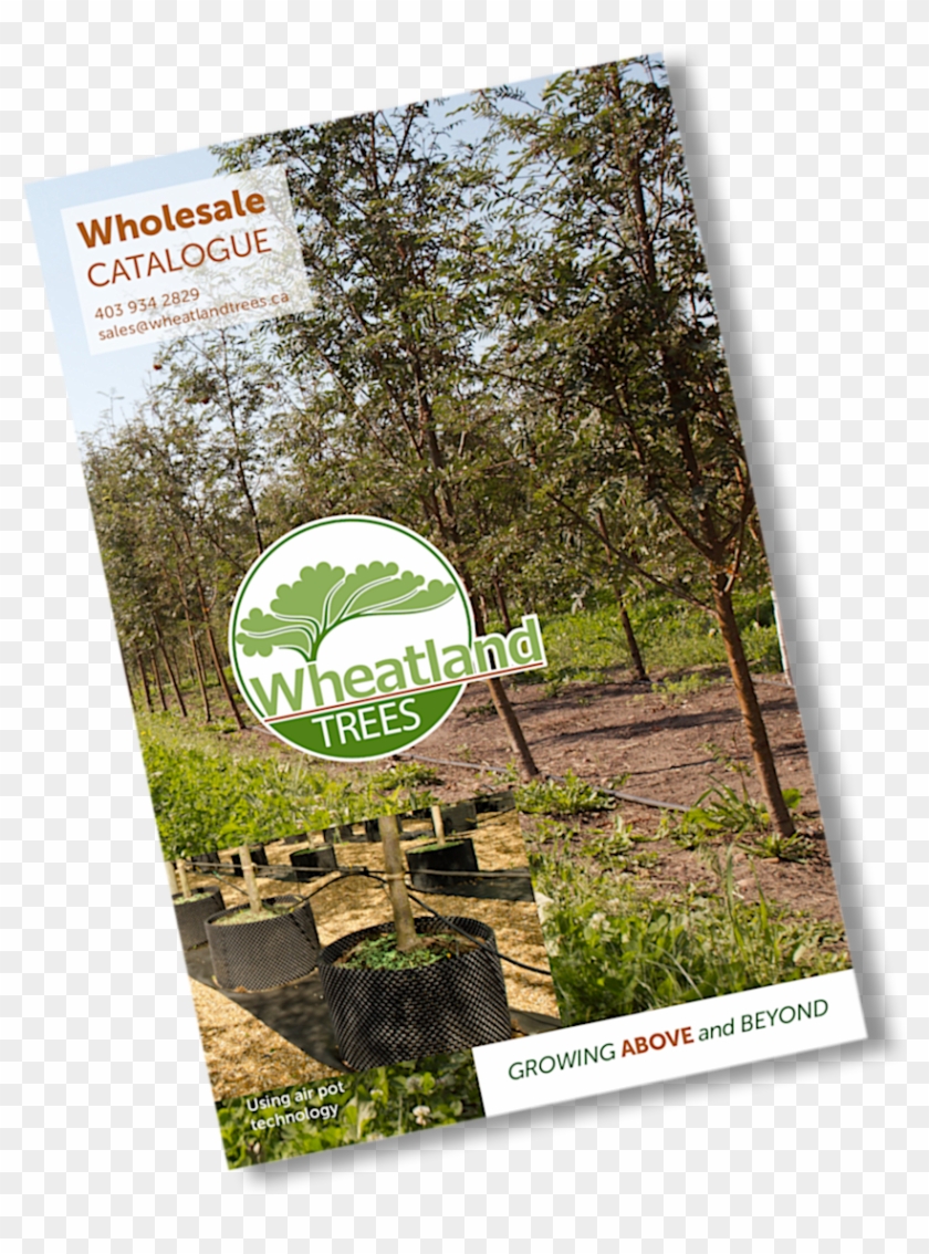 Wheatland Trees Wholesale Catalogue - Flyer Clipart #5302009