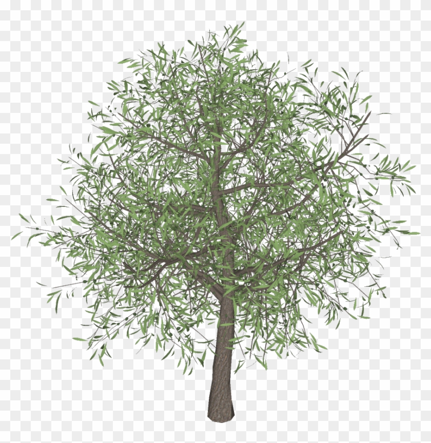 Olive Tree Png 3darcstudio 3d Tree Maker - Olive Tree Transparent Background Clipart