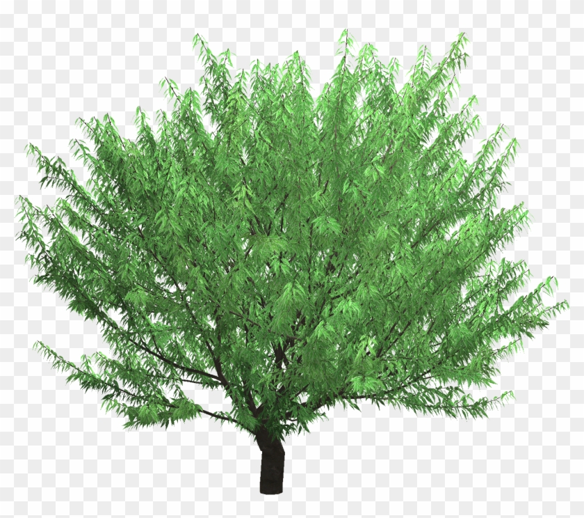 3d Plant Models - Mexican Pinyon Clipart #5309317